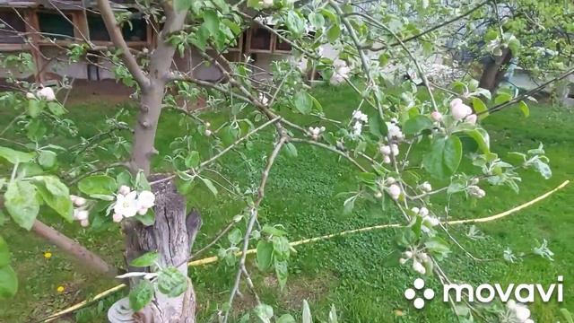 Обзор кроликов. Белые Великаны и Фландер. Вес в 2,5 месяцев-3,5 кг. Кролики великаны. смотреть онлайн