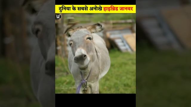 सबसे अनोखे हाइब्रिड जानवर | 3 Amazing Hybrid Animals That Actually Exist смотреть онлайн
