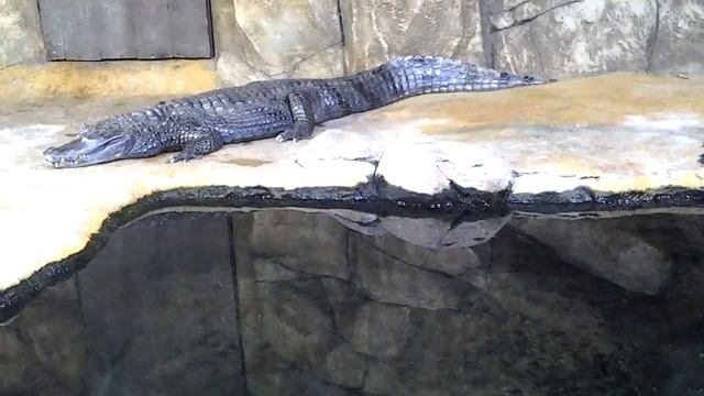 Wild crocodile. Wildlife crocodiles. смотреть онлайн