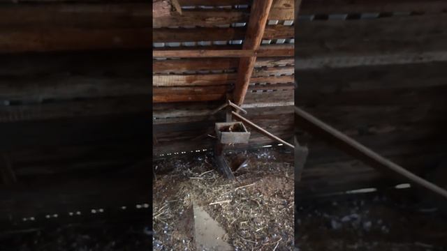 Потомство Плёк птенцы голубей Казань 🕊 смотреть онлайн