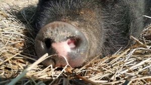 Свинья спит и храпит.😁🐗