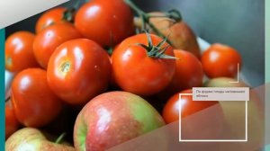 Томат Яблочный - описание сорта