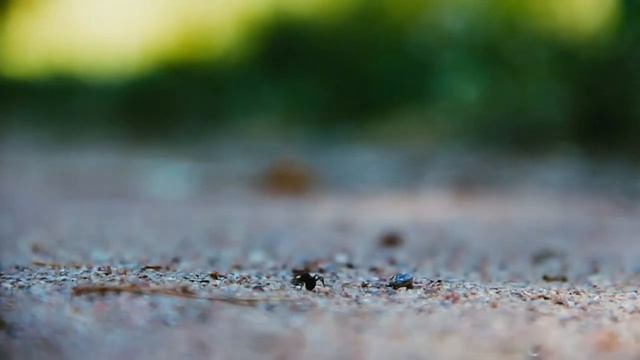 Зима, Весна, Лето, Осень хозяйничают в лесу. Сказка о временах года для малышей смотреть онлайн