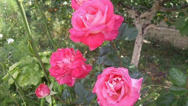 Обзор роз. Чайно-гибридная роза Ностальжи. Флорибунда Эскалибур. смотреть онлайн