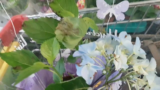 Уценка:пахира, сингониум, антуриум, брассия, гортензия, агапантус, стрептокарпус, калатея, шефлера. смотреть онлайн