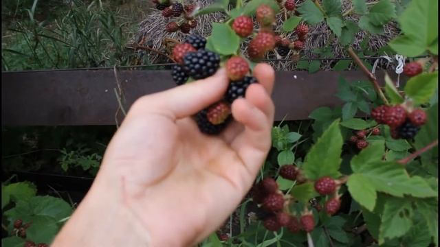Ежевика и немного о черной смородине Пигмей. Подробности на сайте: https://www.pitomnikdolbnya.ru смотреть онлайн