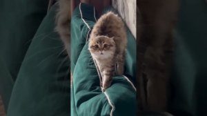 Чучеломяучело