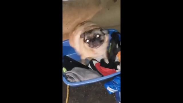 Мопс танцует 1 час смотреть онлайн