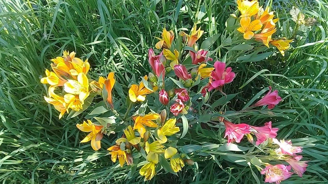 Цветы для теплиц .Альстромерия смотреть онлайн