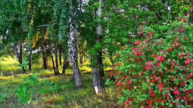 Чекалин Сергей.  Берёза, Sergey Chekalin Birch