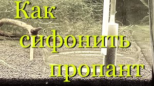 Грунт пропант для креветок (креветочника), как сифонить (просифонить) грунт с креветками