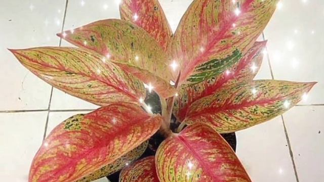Aglaonema legacy premium 017 смотреть онлайн