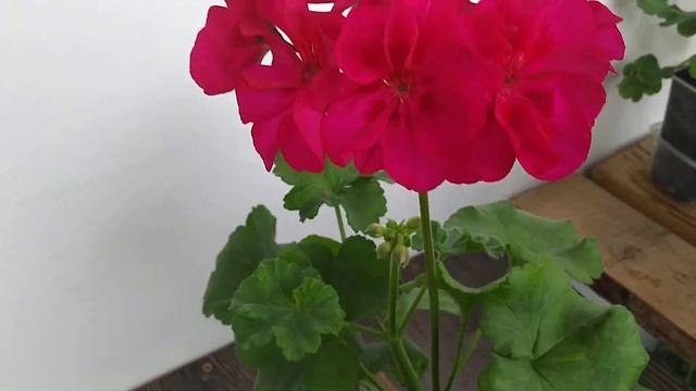 Пеларгония Flower Fairy Red Splash смотреть онлайн