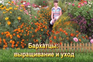 Бархатцы - выращивание и уход