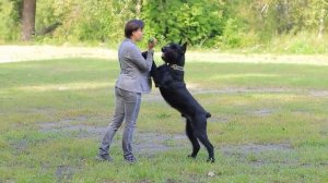 Ризеншнауцеры: всё о породе и особенностях ухода