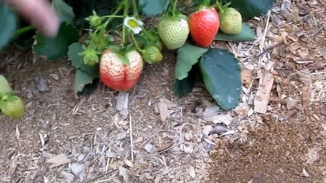 Верона - самый лучший сорт клубники КСД. Урожай 2016 смотреть онлайн