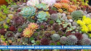«Каменная роза» Эхеверия: уход в домашних условиях