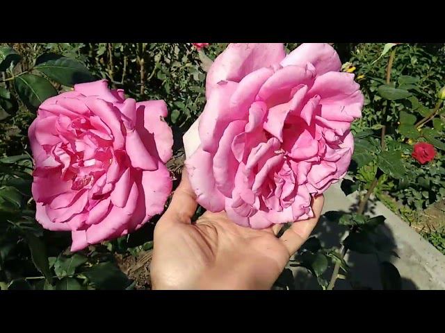 Розы. Неизвестные розы в моем саду. смотреть онлайн