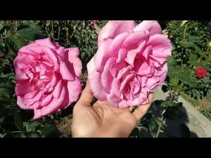 Розы. Неизвестные розы в моем саду.
