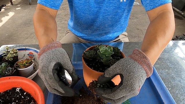 Succulent Terrarium - Planting Succulents | Trồng Sen Đá смотреть онлайн