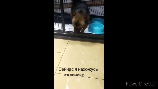 #нужнапомощь #бездомные_животные смотреть онлайн