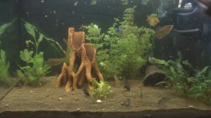 Супер удобрение для аквариумных растений /Голубая глина в аквариуме