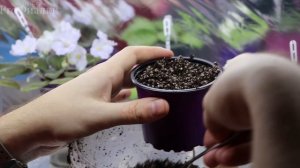 У фиалки ОГОЛИЛСЯ СТВОЛИК!  ПРЕДЛАГАЮ 2 ВАРИАНТА РЕШЕНИЯ ЭТОЙ ПРОБЛЕМЫ  Что делать с такой фиалкой?