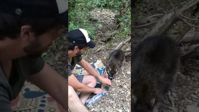 Енот который смог смотреть онлайн