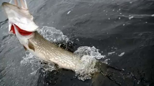 Отличная охота - Самая большая щука на земле !!! смотреть онлайн