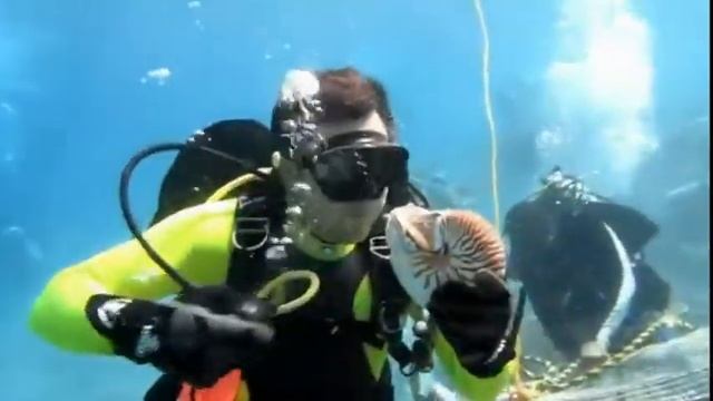 Подводный мир. Морские обитатели. Головоногие моллюски. Наутилус помпилиус смотреть онлайн