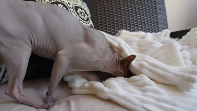 Сфинкс - советы по уходу смотреть онлайн