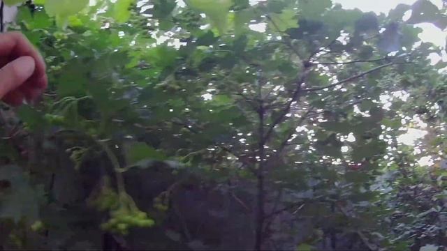 Калина обыкновенная из леса на участке. Выращивание калины красной в Челябинске смотреть онлайн