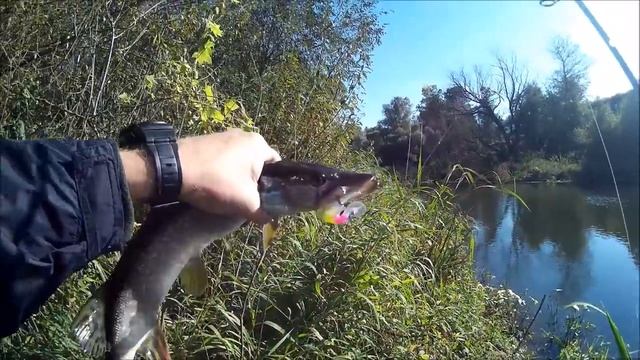 СПИННИНГИСТ ПРОТИВ ПОДВОДНОГО ОХОТНИКА. смотреть онлайн