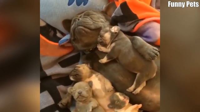 Я РЖАЛ ЦЕЛЫЙ ЧАС /СМЕШНЫЕ ЖИВОТНЫЕ/КОТЫ СОБАКИ И ДРУГИЕ/ТЕСТ НА ПСИХИКУ/ ПОПРОБУЙ НЕ ЗАСМЕЯТЬСЯ #2 смотреть онлайн