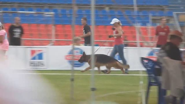 Главная выставка НКП РСЛНО,Смоленск 2016 кобели рабочий класс смотреть онлайн