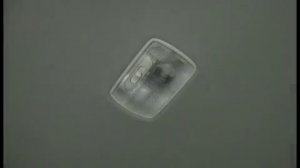 Светильники в салоне Honda Freed