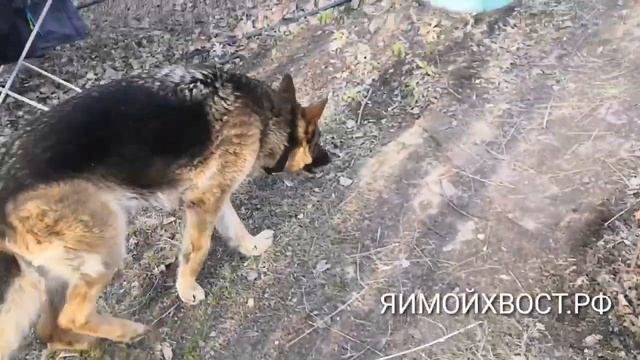 Как примирить кошку с собакой. Ч.1 смотреть онлайн