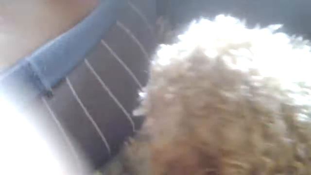 Рычит как лев смотреть онлайн