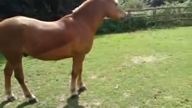 Gilbert Neighing Hello To His Mummy...x смотреть онлайн