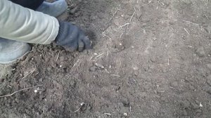 Размножение облепихи черенками