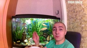 Кормление рыбок! Как правильно кормить аквариумных рыбок сухим кормом[#Кормление рыбок]