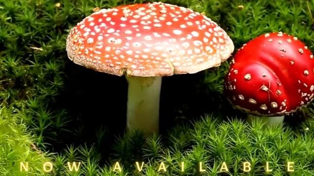 Natural Ether Amanita Muscaria смотреть онлайн