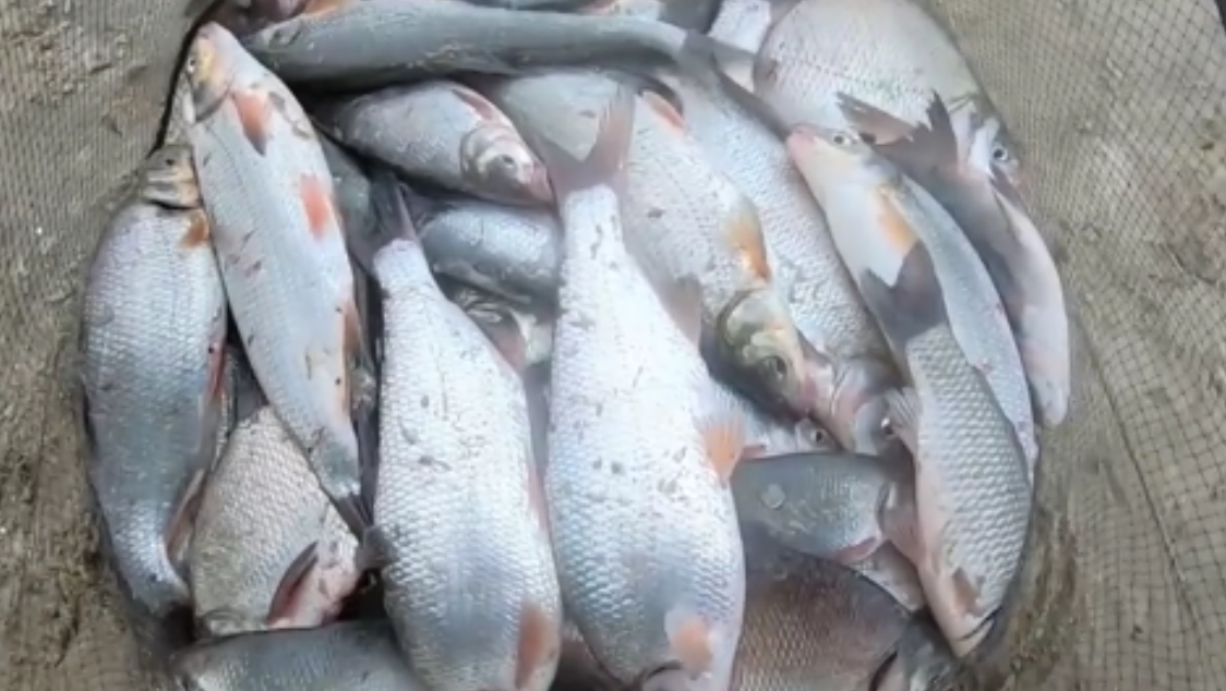 ВСЕ О ЛОВЛЕ РЫБЦА. ТАКТИКА И НЮАНСЫ, ТОНКОСТИ И СПОСОБЫ НАСАДКИ. ОСЕННЯЯ РЫБАЛКА ФИДЕРОМ НА ОСТРОВЕ смотреть онлайн