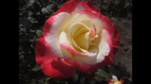 Красивый вальс смотреть онлайн