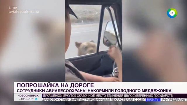ТК МИР 5 июня 2024
Сотрудники авиалесоохраны накормили голодного медвежонка смотреть онлайн