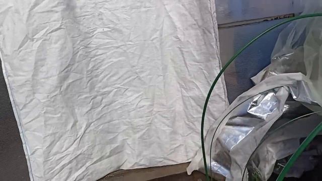Рассада томатов выдержала понижение температуры до -11 градусов.м-н ДАЧА Каменск-Уральский 15.04.23 смотреть онлайн
