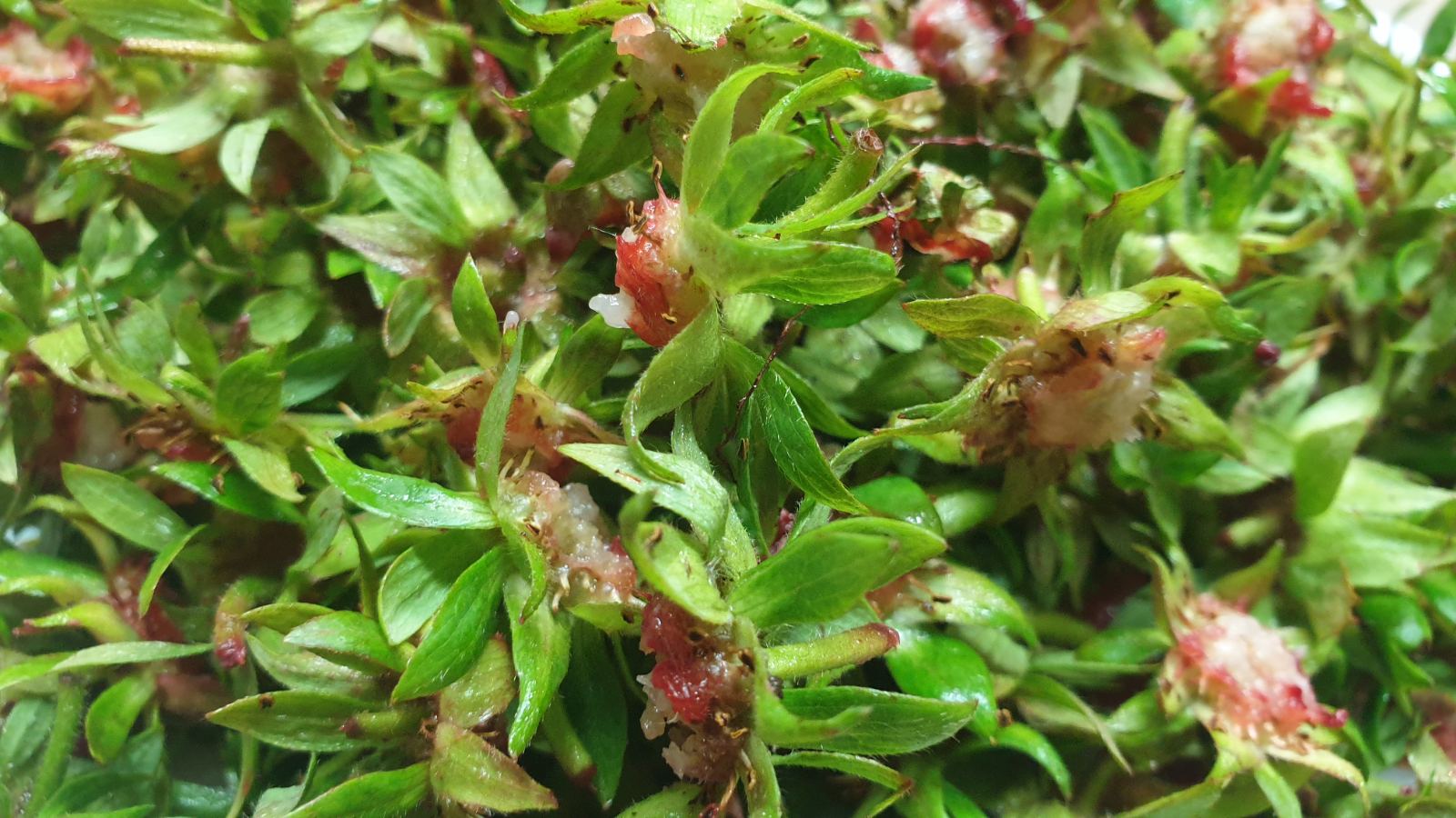 СУШИМ ЧАШЕЛИСТИКИ (ХВОСТИКИ) КЛУБНИКИ ? смотреть онлайн