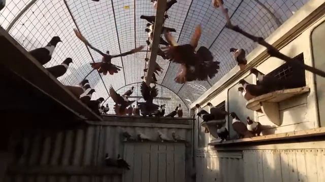 голуби артамоны 89530767214 смотреть онлайн