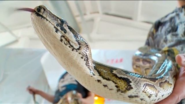 В гостях у змеи - "Утро с вами" 19.04.2016 смотреть онлайн