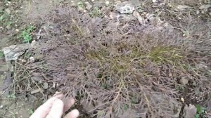 Выращивание и зимовка микробиоты перекрёстнопарой (Microbiota decussata) в Крыму